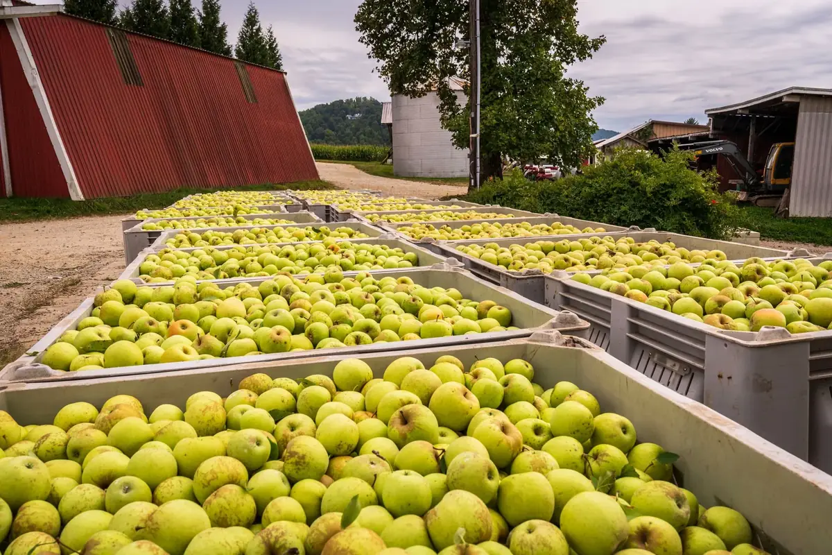 Harvest bins full of green apples outside a farm barn