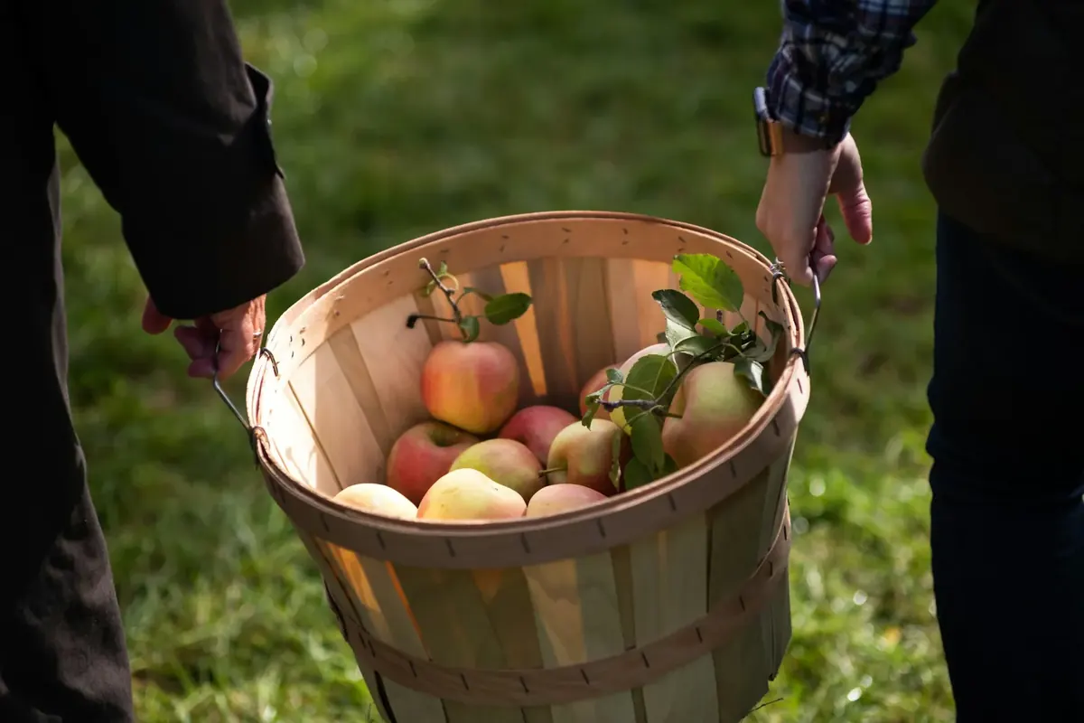 Freshly picked apples carried in a wooden bushel basket