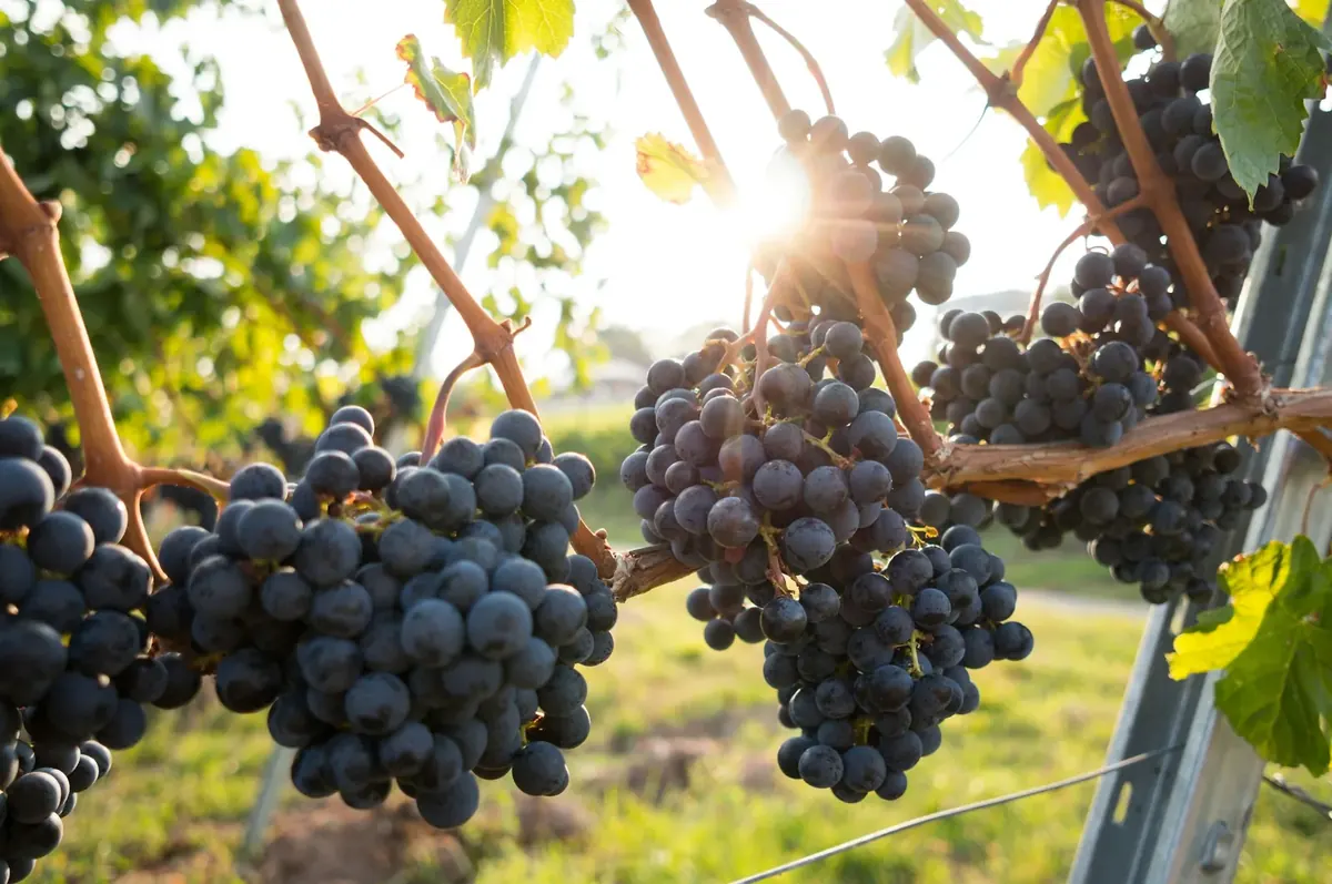 Clusters of dark wine grapes on the vine in late-afternoon sun