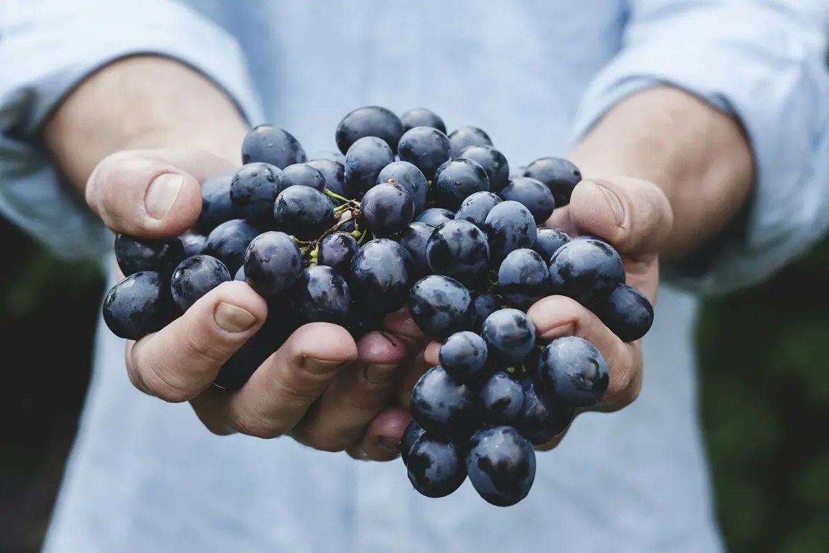 Hands holding a bunch of freshly picked wine grapes