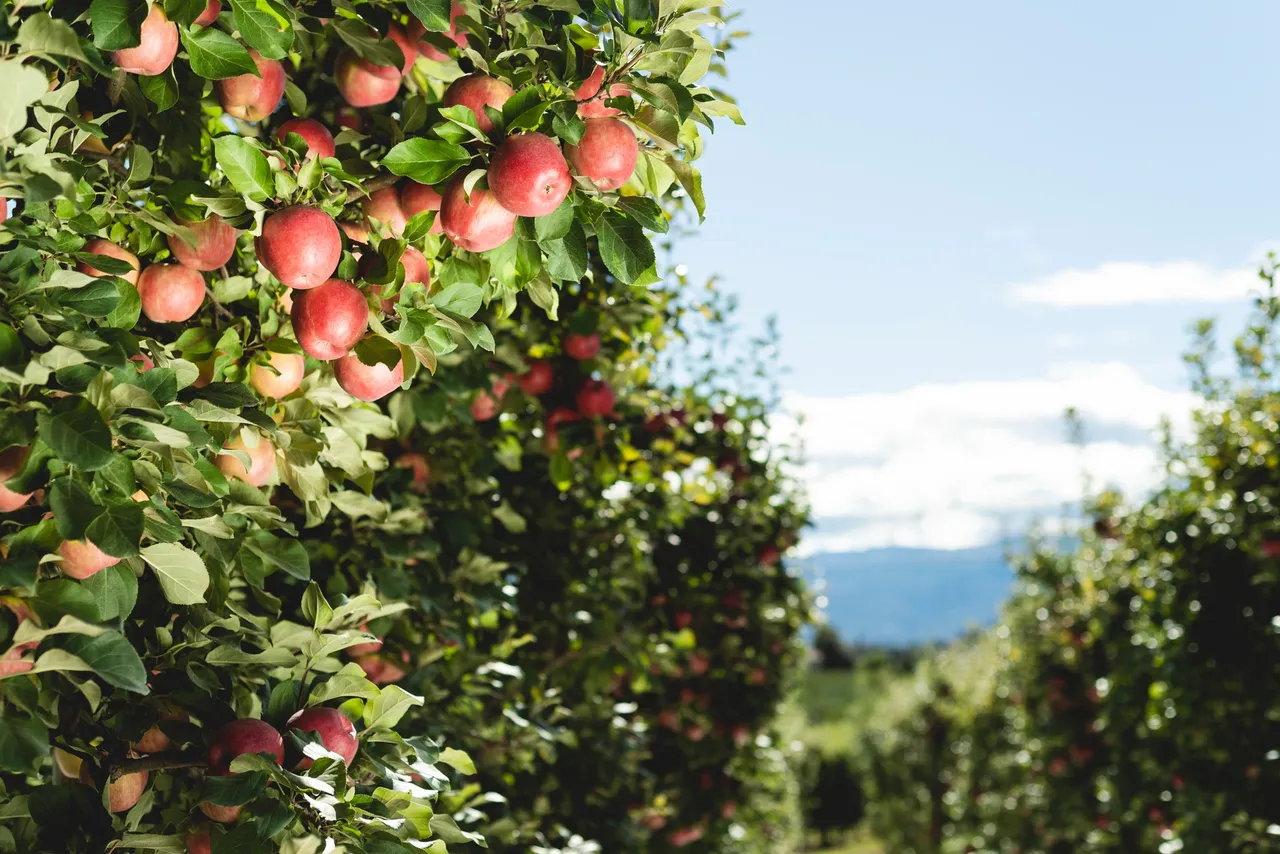 Apples growing in the orchard at Scenic Road Cider in Kelowna